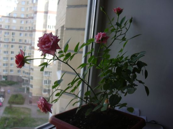 Инструкция как посадить розу из букета в горшок