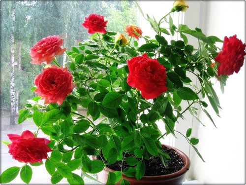 Советы как ухаживать за комнатной розой в горшкеЭнциклопедия роз — сорта,описание и фото