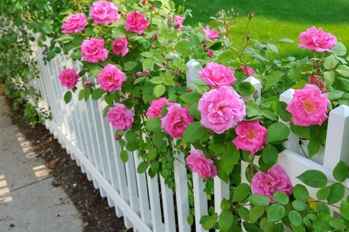 Советы по сохранению свежести розы в вазе