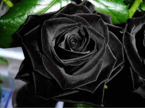 Какого цвета розы дарят девушкам и женщинам