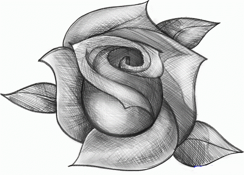 Как нарисовать красивую розу карандашом поэтапно и быстроЭнциклопедия роз —  сорта, описание и фото