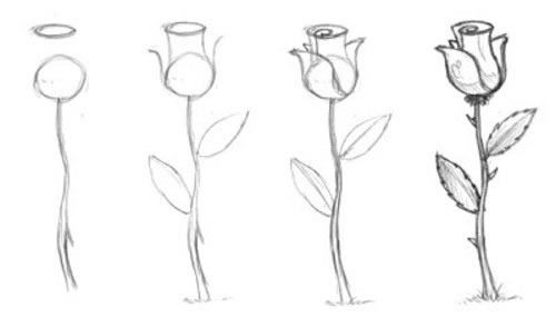 Как нарисовать красивую розу карандашом поэтапно и быстроЭнциклопедия роз —сорта, описание и фото
