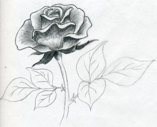 Как легко нарисовать красивую розу карандашом