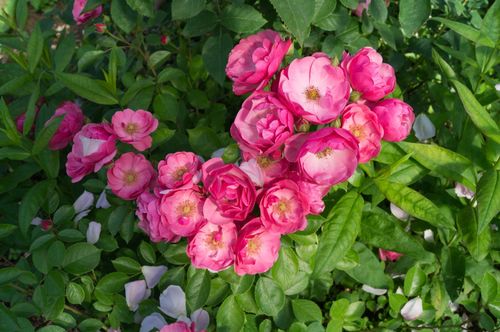 Как отличить привитые или корнесобственные розы