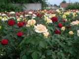 Цветущие розы