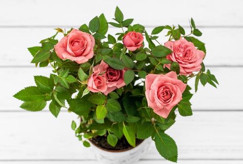 Советы как вырастить розу из черенка, из букета
