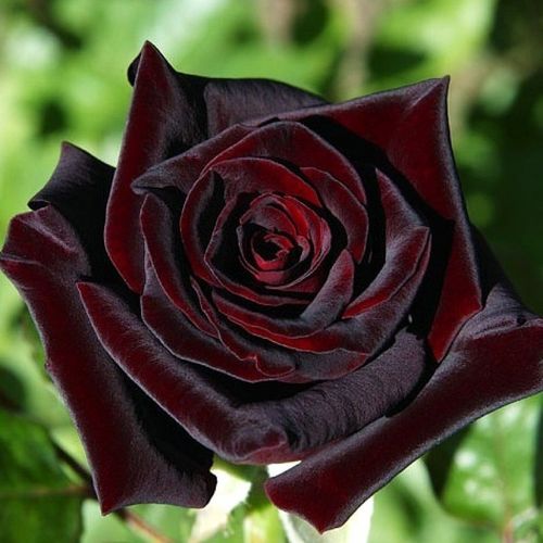 Роза Блек Меджик
