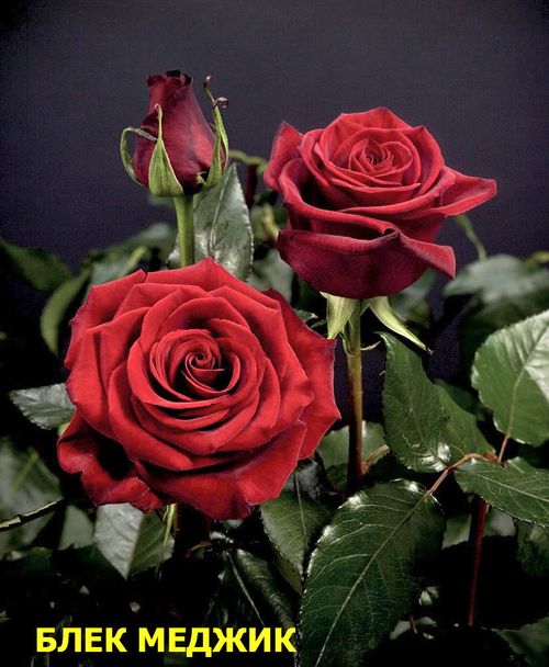 Роза сорта Blackmagic
