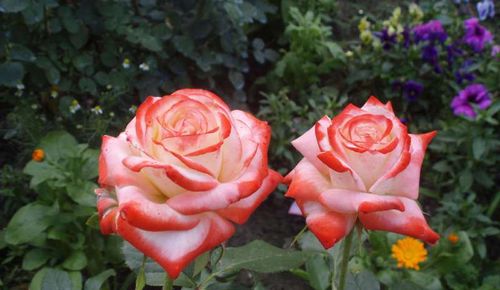 Розы сорта Императрица Фарах