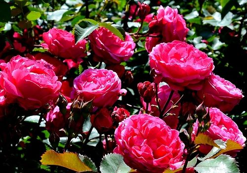 Розы Бунье Тирес