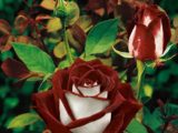 Розы сорта Осирия